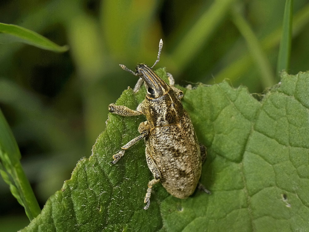 Cleonis pigra - Curculionidae